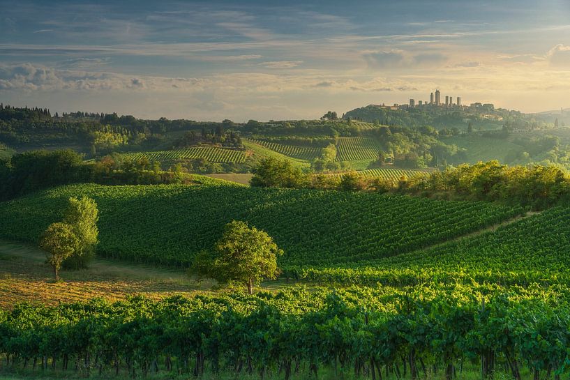Weinberge in der Landschaft von San Gimignano bei Susnet. Toskana, I von Stefano Orazzini