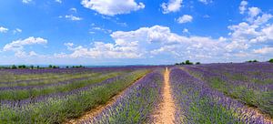 Blühender Lavendel in der Provence an einem Sommertag