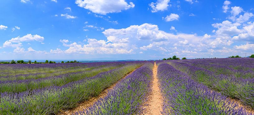 Lavender blossoming in the Provence during a summer day by Sjoerd van der Wal Photography