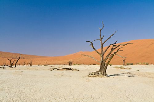 Deadvlei in Namibia