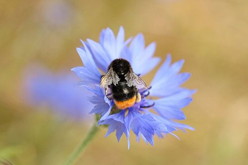 Slapende hommel