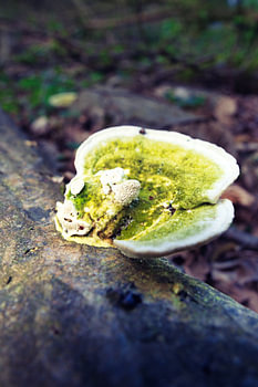 Pilz