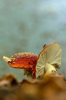 Op een grote paddestoel