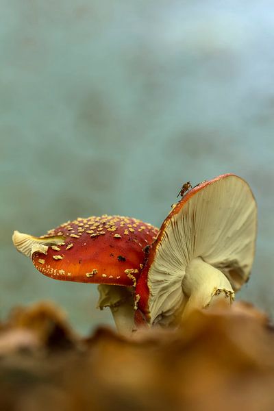 Op een grote paddestoel by D. Henriquez