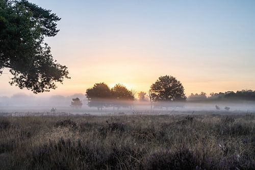 Leersum field part 20