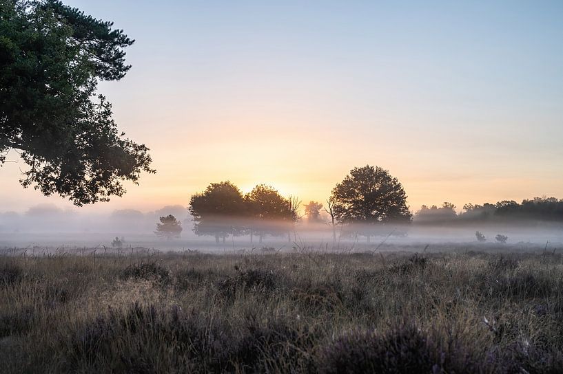 Leersum field part 20 by Tania Perneel