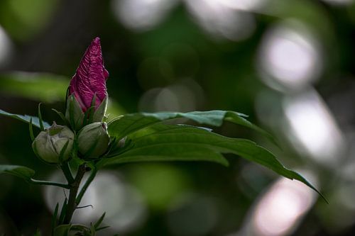 Bloem in knop