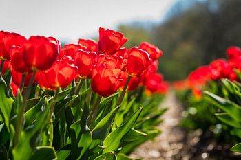 Dutch tulips