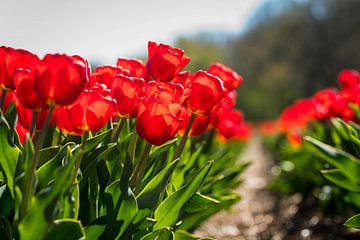 Dutch tulips by Jan Peter Nagel