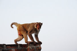 Affe in Indien, Varanasi von Simon Koy