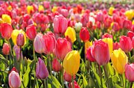 Tulpen van Christel Smits thumbnail