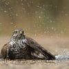 Sparrowhawk female takes a bath by Art Wittingen