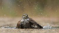 Une femelle épervier prend un bain. par Art Wittingen Aperçu
