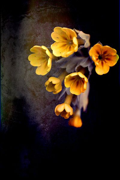 Schlüsselblume par Roswitha Lorz