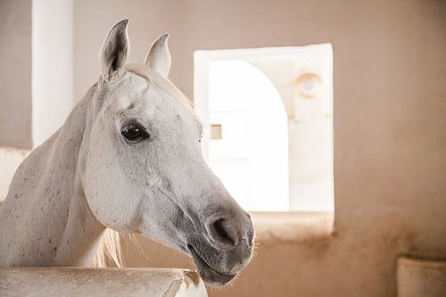 Araberhengst, Portrait