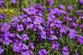 Fleur de la veronique sur Karsten Mücke