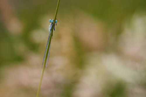 rustende waterjuffer