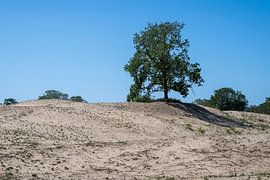 Dune landscape Kennemerduinen