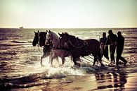 Paarden op het strand by Evert Jan Kip thumbnail