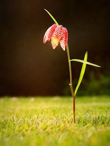 Kievitsbloem