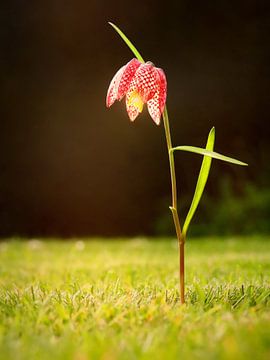 Kievitsbloem van Maickel Dedeken