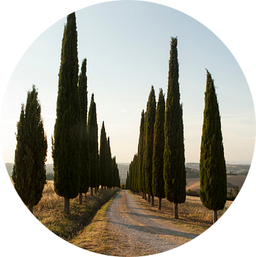 Cipressenlaan, Toscane.