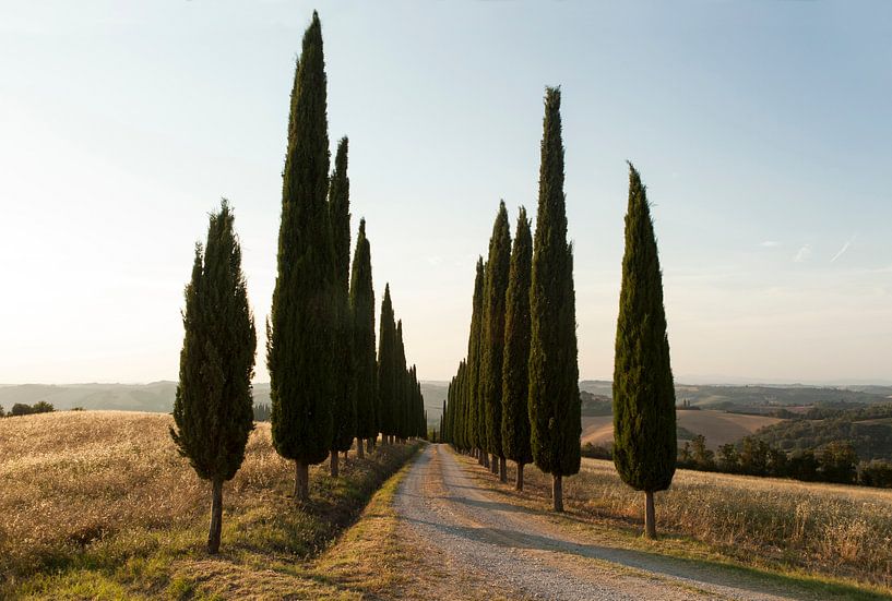 Cipressenlaan, Toscane. von Rens Kromhout
