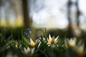 Printemps