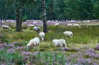 Sheep on the moors