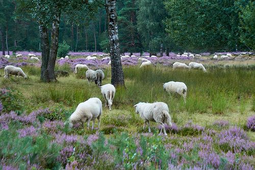 Schapen op de hei