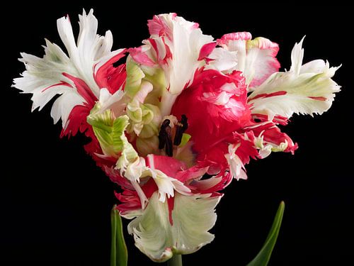 Parrot Tulip red and white
