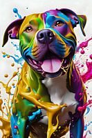 Pit Bull multicolore