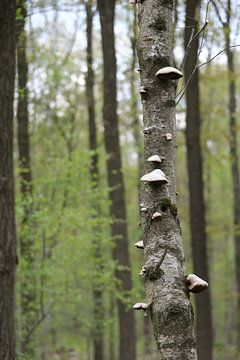 Boom met paddenstoelen van Spijks PhotoGraphics
