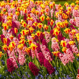 tulpen veld met hyasinten van Frank Broenink