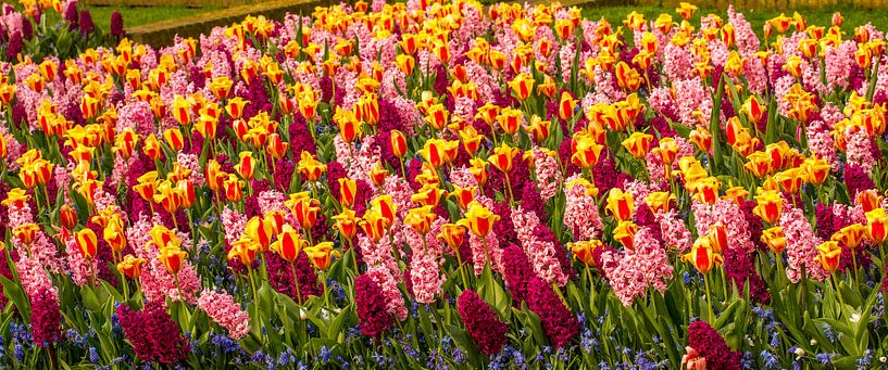 tulpen veld met hyasinten van Frank Broenink