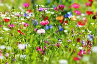 Blumenwiese
