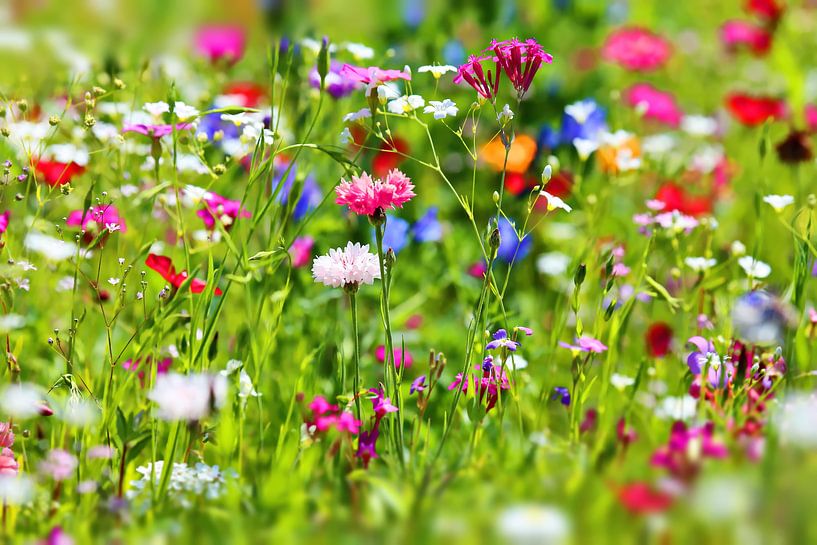 bloemenweide van fotoping