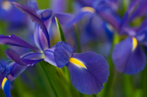 Blauwe Iris