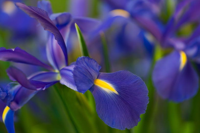 Blue Iris by Martien Janssen