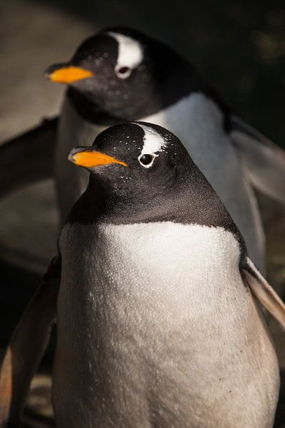 two penguins coming. Cute sub-Antarctic penguin, illuminated by the sun close-up, bright yellow beak by Michael Semenov