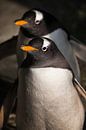 two penguins coming. Cute sub-Antarctic penguin, illuminated by the sun close-up, bright yellow beak by Michael Semenov thumbnail