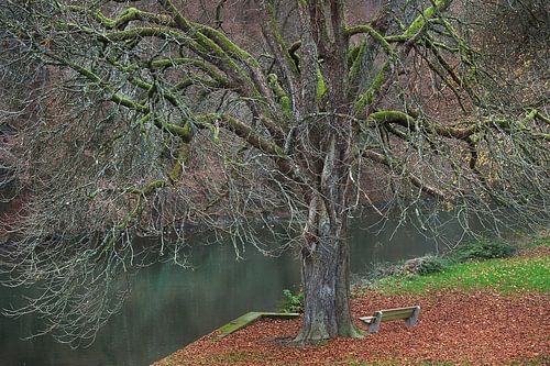 Wunderliches Baum im Herbst Farben