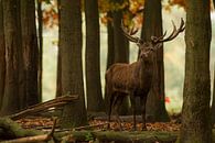 Cerf rouge en bronze dans le paysage forestier à l'automne par Jeroen Stel Aperçu