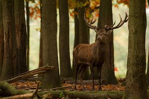 Bronze Rotwild in der Waldlandschaft im Herbst von Jeroen Stel