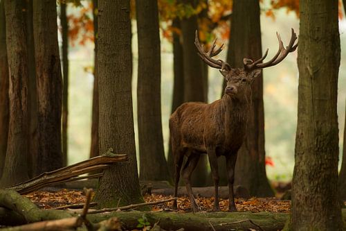 Bronstig Edelhert in boslandschap tijdens de herfst