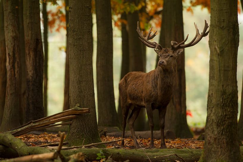 Cerf rouge en bronze dans le paysage forestier à l'automne par Jeroen Stel