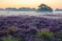 Drentse hei, Exloo Drenthe
