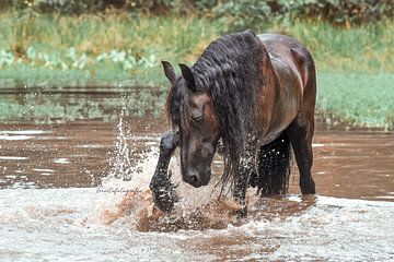 Zeepaard sur Lisan Geerts