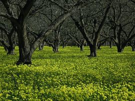 A Golden Carpet of Spring Wildflowers Beneath the Ancient Twisted Orchard Canopy by Artistic