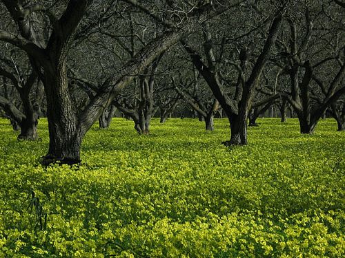Een gouden tapijt van wilde lentebloemen onder het eeuwenoude, kronkelige bladerdak van de boomgaard